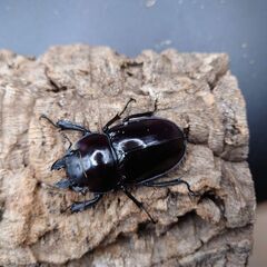 配送可能　ヤエヤママルバネクワガタ　トリオ　(クワガタ　カブト)の画像