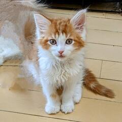 【雨の日　次回30分延長無料券進呈】猫カフェ