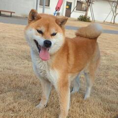 【里親様決まりました】繁殖引退犬。美人な女の子。3月に5歳になり...