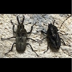 クワガタ幼虫、成虫販売