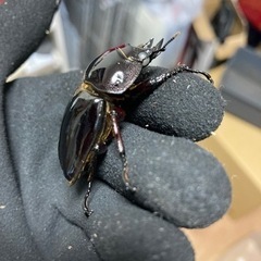 クワガタ幼虫、成虫販売の画像