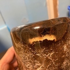 クワガタ幼虫、成虫販売の画像