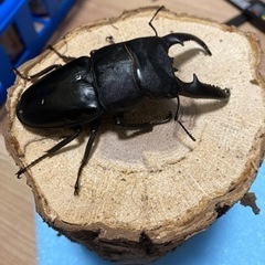 クワガタ幼虫、成虫販売の画像