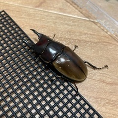クワガタ幼虫、成虫販売の画像
