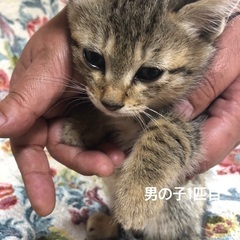 里親募集　生後2ヶ月　子猫  3匹の内の男の子