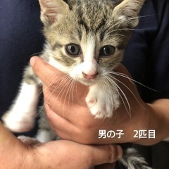 子猫生後2ヶ月　里親募集　　子猫  3匹の内の男の子