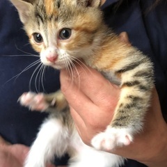 里親募集　生後2ヶ月　子猫  3匹の内の女の子