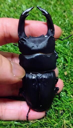 久留米産オオクワガタペア 79㍉52㍉ ♂要確認