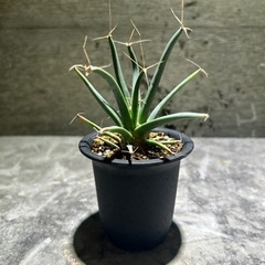 晃山　レウクテンベルギア