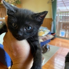 生まれて約2ヶ月の猫😽ちゃんです(^ ^)里親さん募集してます❤️