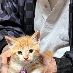 野良ちゃんの里親募集