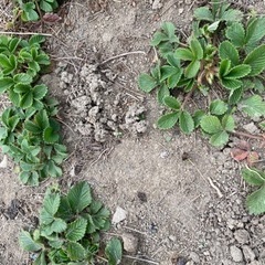 ⭐︎ワイルドストロベリー苗（白）の画像