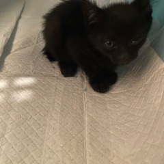 ついさっき知り合いが拾いました - 猫
