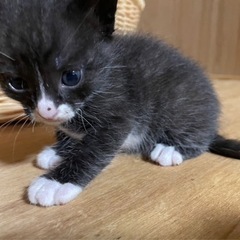 新しい家族を探しています。 − 岡山県