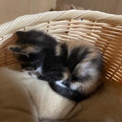 新しい家族を探しています。 - 岡山市