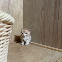新しい家族を探しています。 - その他