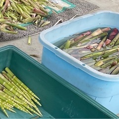 筍　たけのこ　瓶詰め　加工品の画像