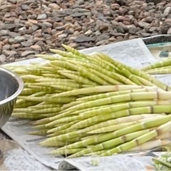 筍　たけのこ　瓶詰め　加工品の画像