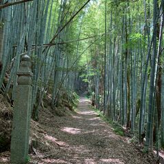 世界遺産：熊野古道「高野参詣道町石道」日帰り登山メンバーを募集し...