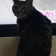 譲渡先決まりました。お問い合わせ、お気に入りありがとうございました。 - 猫