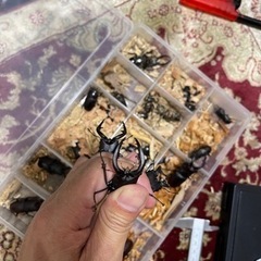 クワガタ採集同行します。