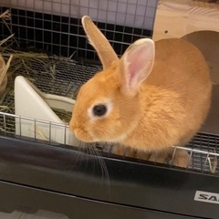 ネザーランドドワーフ(メス)