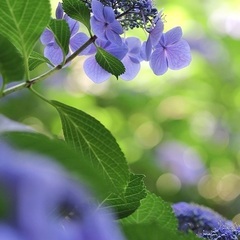 6月の花を撮る。6/21開催！フラリエ初心者向け写真教室・アート...