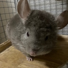 急な引越しがあり、里親募集中です。チンチラ8ヶ月の男の子です！ゲ...