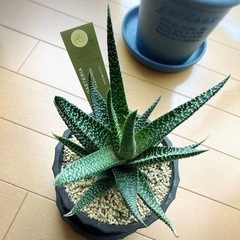 【お渡し決定しております】アロエ属ダップルグリーン・ガステリア属オカバンゴの画像