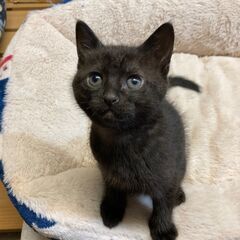 子猫ちゃんの里親募集（４月２日生まれ）