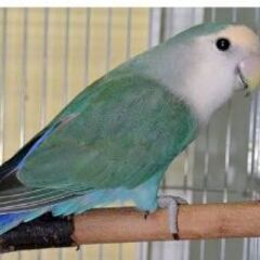 コザクラインコを探しています