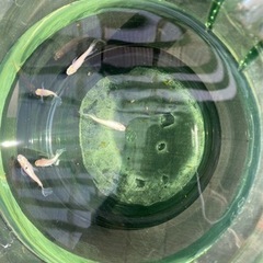 メダカ　天使の雫