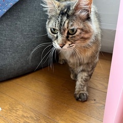 長毛のさび猫