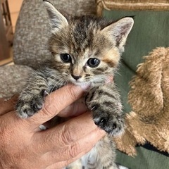 捨て猫ちゃん　受付停止