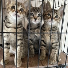 キジトラとサバトラのきょうだい　