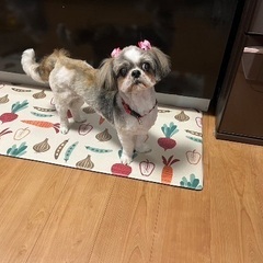 ひと懐っこく甘えたなシーズーです！
