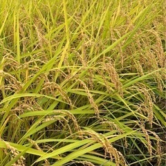 栃木県産コシヒカリ30kg
