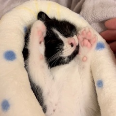 バットマンせいじくん。