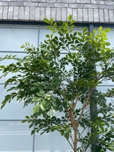 観葉植物　フェイクグリーン