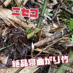 6月18日(日)❗️ニセコ❗️根曲り❗️タケノコ