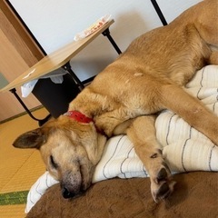 雑種 成犬 推定6歳 （里親宅でトライアル中） − 佐賀県