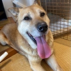 雑種 成犬 推定6歳 （里親宅でトライアル中） - 嬉野市