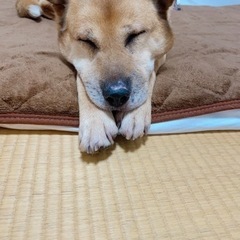 雑種 成犬 推定6歳 （里親宅でトライアル中） - 犬
