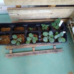 野菜苗/芽キャベツ•ミニトマト