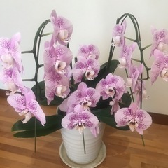胡蝶蘭　の画像