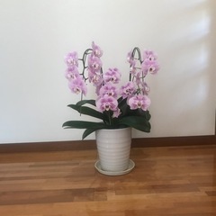 胡蝶蘭　