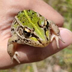 【注文受付用】トノサマガエル WC 天然採集 岡山県産 希望数教...