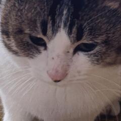 里親募集☆ニ毛猫とキジトラ(共に５歳)