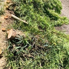 剪定、伐採した木、枯葉を差し上げます。