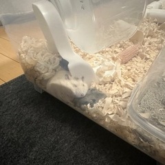里親決まりました！